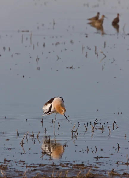 水でアメリカ ソリハシセイタカシギ — ストック写真