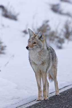 Yellowstone Park Wyoming Winter Snow coyote clipart