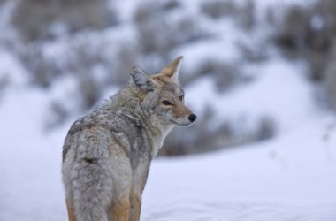 Yellowstone park wyoming kış kar çakal