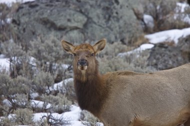 Yellowstone park wyoming kış kar elk