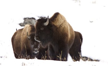 Bison Buffalo Wyoming Yellowstone clipart