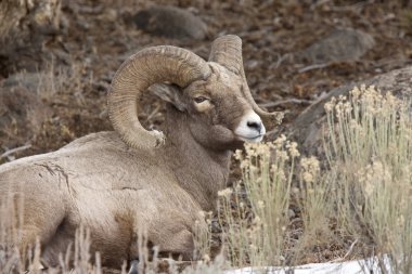 Yellowstone Park Wyoming Winter Snow Big Horn Sheep