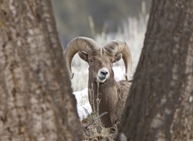 Yellowstone Park Wyoming Winter Snow Big Horn Sheep