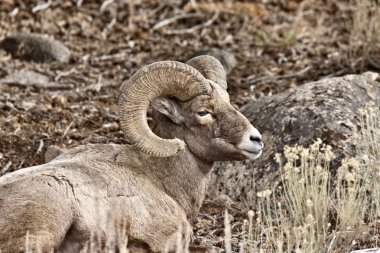 Yellowstone Park Wyoming Winter Snow Big Horn Sheep