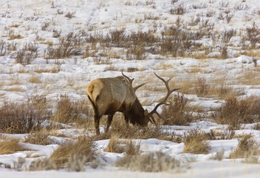 Yellowstone park wyoming kış kar elk