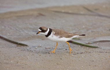 Kildeer'in avcılık gıda florida plaj boyunca