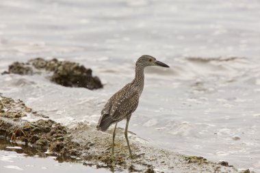 Bittern along Florida coast clipart