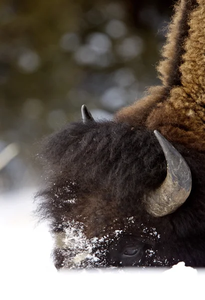 Bison buffel wyoming yellowstone — Stockfoto