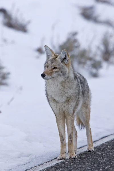 Yellowstone park wyoming winter sneeuw coyote — Stockfoto