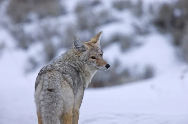 Yellowstone Park Wyoming Winter Snow Coyote — Stock Photo, Image