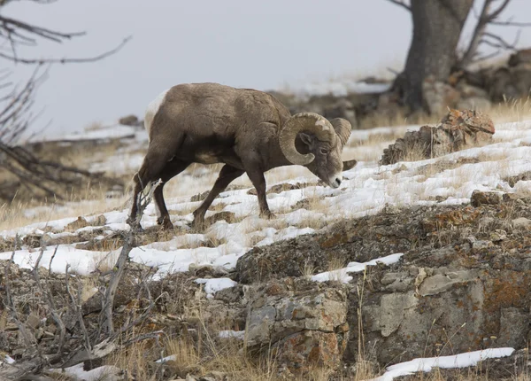 Yellowstone Park Wyoming inverno neve grande chifre ovelhas — Fotografia de Stock