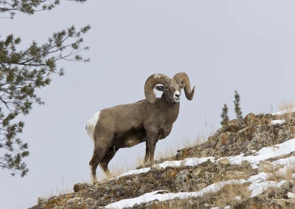 Yellowstone Park Wyoming Winter Snow Big Horn Sheep — Stockfoto