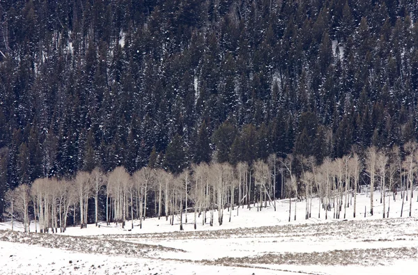 Yellowstone Park Wyoming Wintersneeuw — Stockfoto