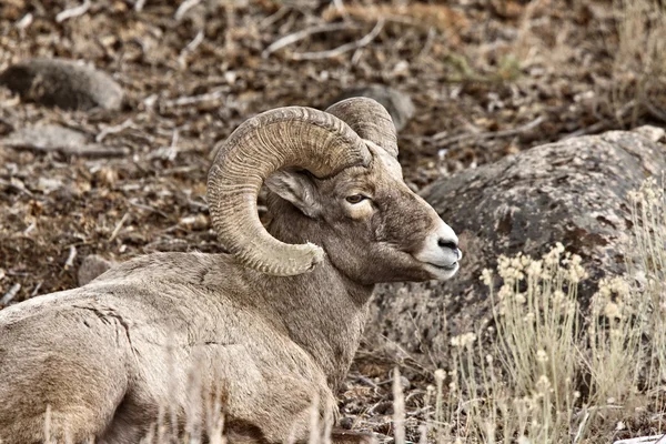 Yellowstonský park wyoming zimní snow big horn ovce — Stock fotografie
