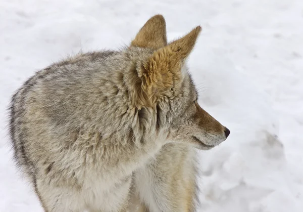 Yellowstone Park Wyoming Vinter Snö Coyote — Stockfoto