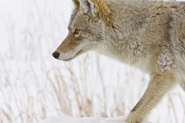 Yellowstonský Park Wyoming Zimní Sníh Coyote — Stock fotografie