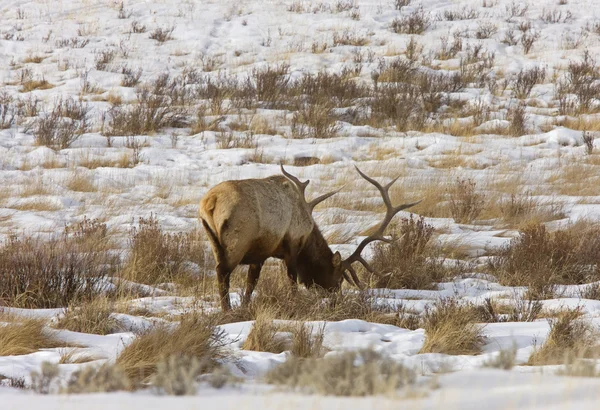 Yellowstone park wyoming winter sneeuw elanden — Stockfoto