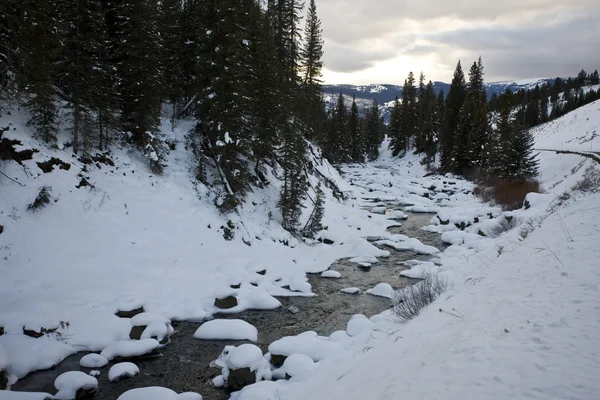 Yellowstone Park Winterlichen Schnee — Stockfoto