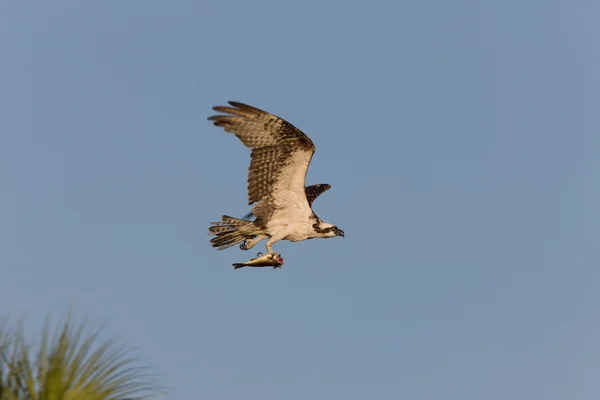 Osprey com peixe em garras — Fotografia de Stock