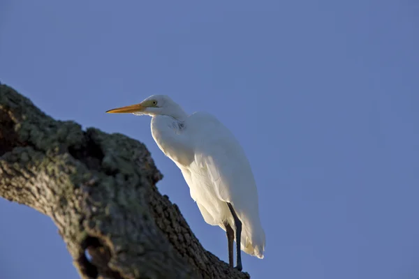 Volavka Bílá Posazený Florida Stromu — Stock fotografie