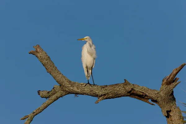 Grande branco Egret empoleirado na árvore Florida — Fotografia de Stock