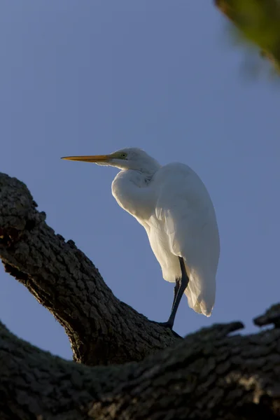 Great White Egret perched in Florida tree — Stock Photo, Image