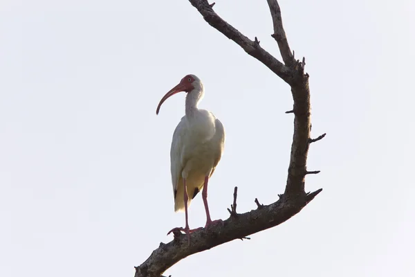 Wood Stork perched in Florida tree — Stock Photo, Image