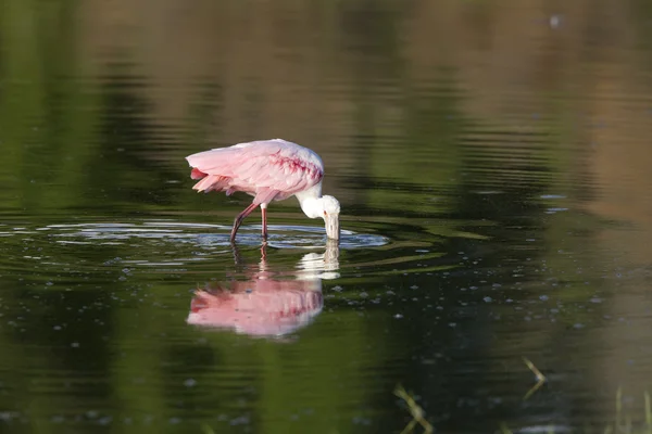 Rosette Spoonbill Its Reflection Florida Waters — Stock Photo, Image