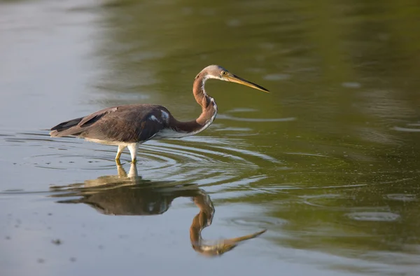 Great Blue Heron Its Reflection Florida Waters — Stock Photo, Image