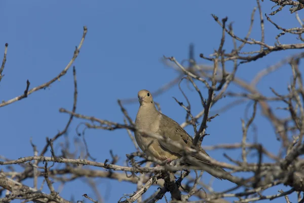 Dove Perched Florida Tree — Stock Photo, Image