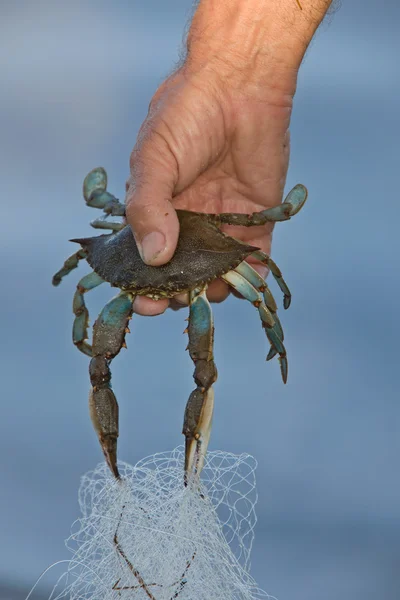 stock image Man holding Blue Crab in Florida