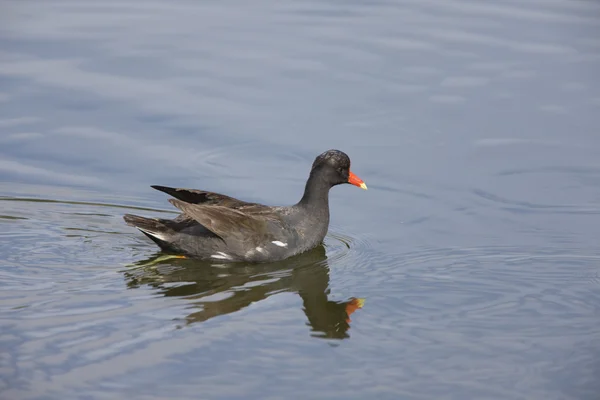 Egzotycznych Ptaków Wodnych Wodach Florydy — Zdjęcie stockowe