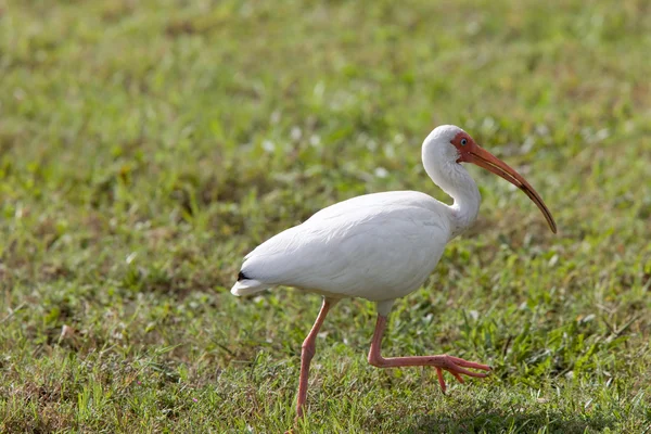 Wood Stork encontrado na Flórida — Fotografia de Stock