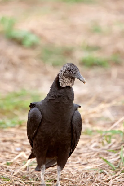 Black Vulture Florida — Stock Photo, Image