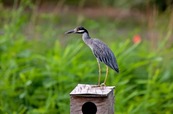 Little Blue Heron Birdhouse — Stock Photo, Image