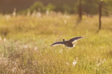 Sharp tailed Grouse flying along fence clipart