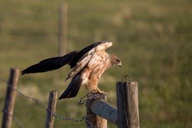 Hawk landing on fence post clipart