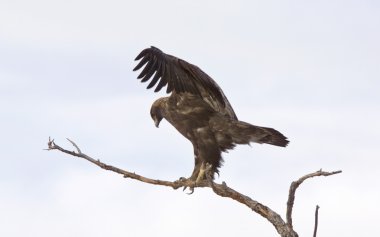 Altın Kartal ağacı dalı