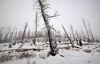 Yellowstone park wyoming kış kar