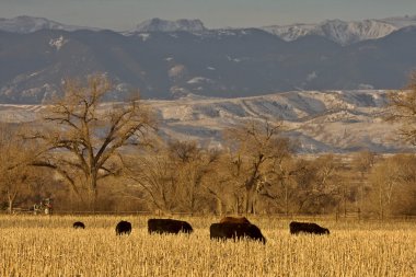 gün batımı wyoming otlatma sığır