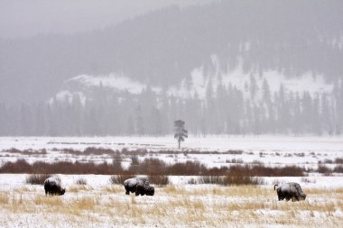 Bison Buffalo Wyoming Yellowstone clipart