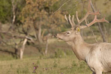 Male elk in field clipart