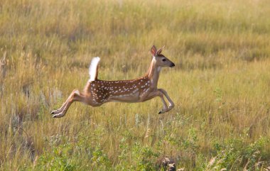 White tailed Deer fawn leaping in field clipart