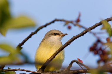 Bebek western kingbird saskatchewan