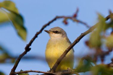 Batı kingbird ağaca tünemiş