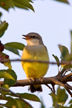 Bebek western kingbird saskatchewan