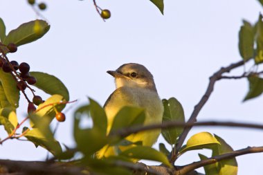 Bebek western kingbird saskatchewan