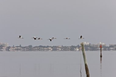 Florida su üzerinde uçan büyük su