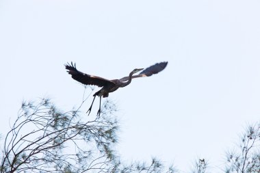 Büyük Mavi Balıkçıl Florida ağacından uçuyor.