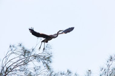 Great Blue Heron taking flight from Florida tree clipart